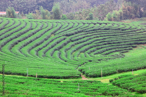 the beautiful landscape of green tea plantation on high land Changrai Thailand