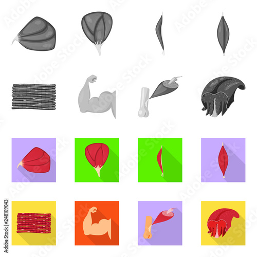 Vector design of fiber and muscular sign. Collection of fiber and body  stock vector illustration.