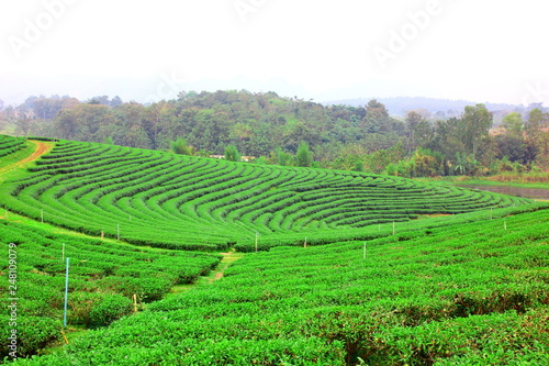 the beautiful landscape of green tea plantation on high land Changrai Thailand
