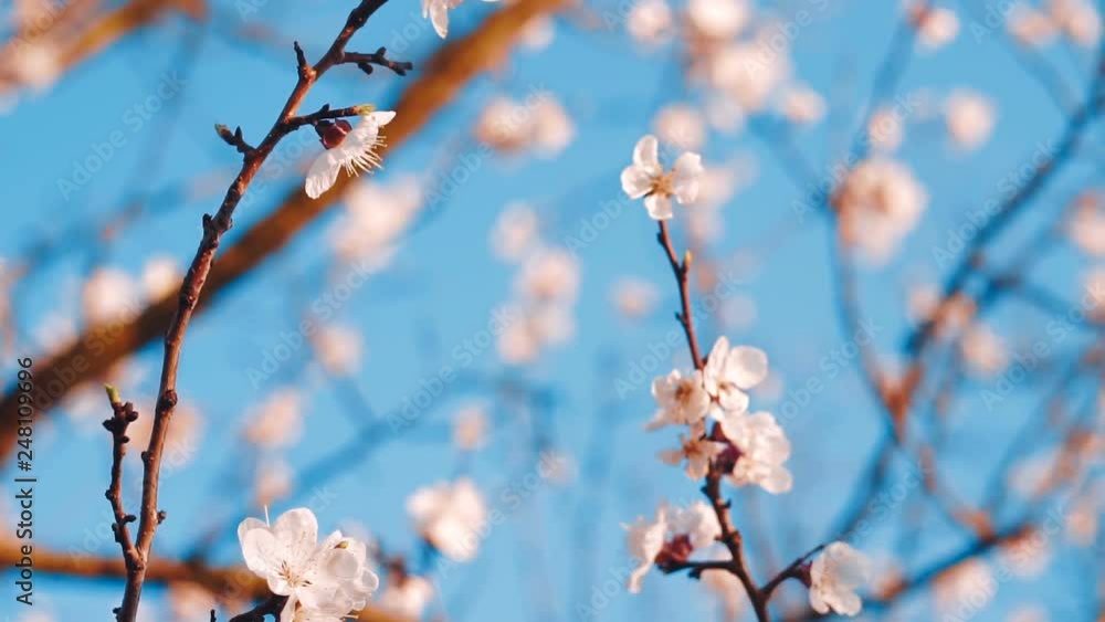 Apricot tree blooms blue sky,Flowering Apricot Tree Against The Blue Sky Apricot tree blooms blue sky,Flowering Apricot Tree Against The Blue Sky