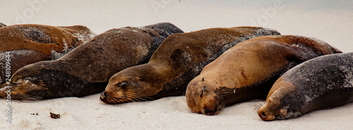 Galapagos Sea Lion Pod of 6 Resting