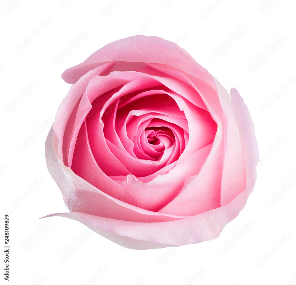 Light pink rose isolated on white background. Light pink rose isolated on white background.