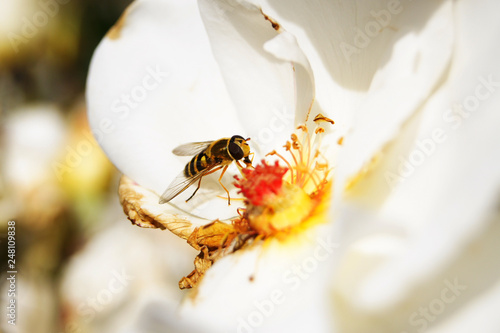 Tableau sur toile Hoverfly pollinating a flower