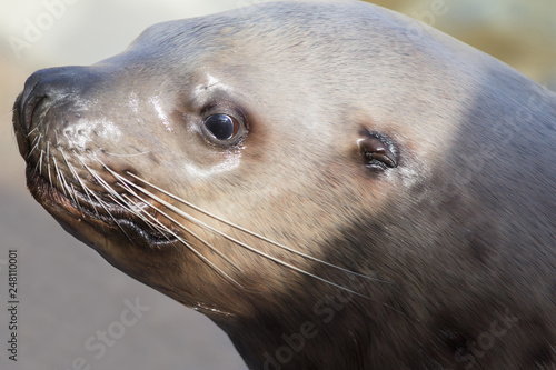 Head shot of a male Steller sea lion on a light background