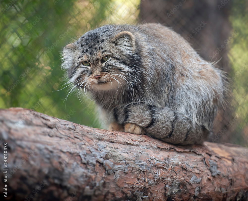 Pallas's cat (Otocolobus manul). Manul is living in the grasslands and montane steppes of Central Asia. Portrait of cute furry adult manul is sitting on the branches of a tree Pallas's cat (Otocolobus manul). Manul is living in the grasslands and montane steppes of Central Asia. Portrait of cute furry adult manul is sitting on the branches of a tree