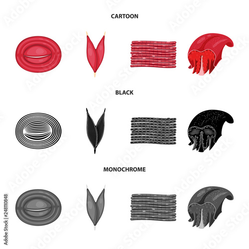 Isolated object of fiber and muscular icon. Collection of fiber and body  stock vector illustration.