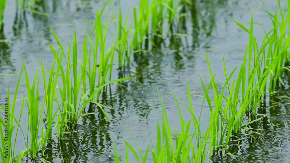 水田に降る雨 水田に降る雨