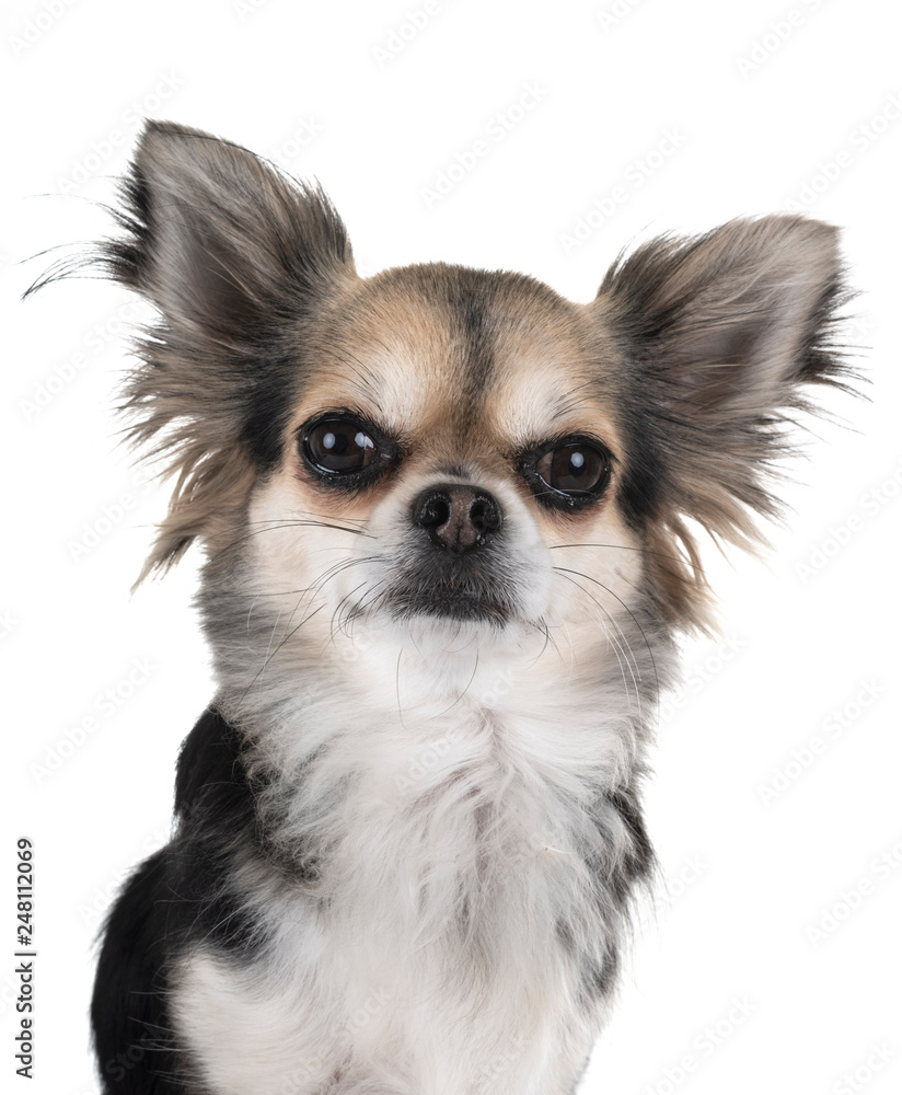 chihuahua in studio chihuahua in studio