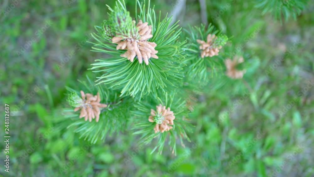 Young Shoots Of Pine Trees In Spring Growth At The Ends Of The Branches Of Tree Young Shoots Of Pine Trees In Spring Growth At The Ends Of The Branches Of Tree