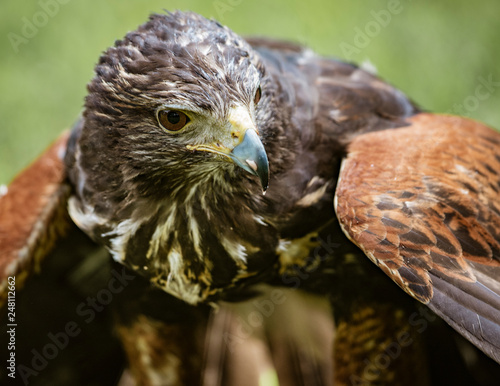 Close-up of immature Black-Chested Buzzard-Eagle head photo
