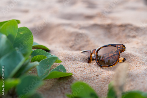 Sunglasses buried in the sand next to tropical green wild plants on the beach