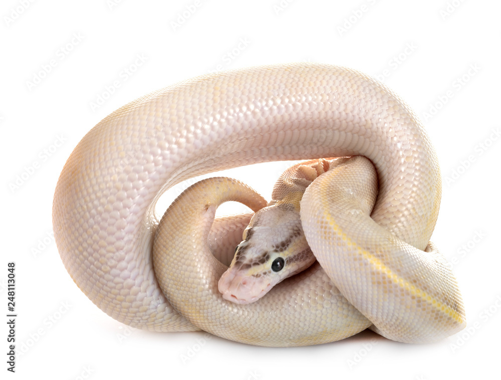 Fototapeta premium royal python in studio