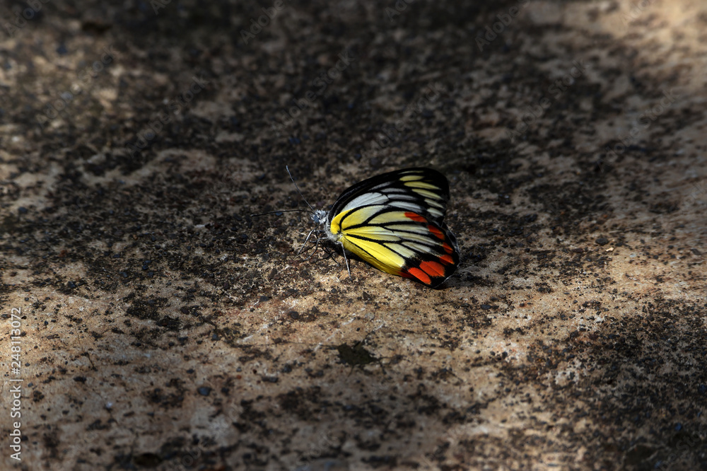 Obraz premium butterfly on the beach