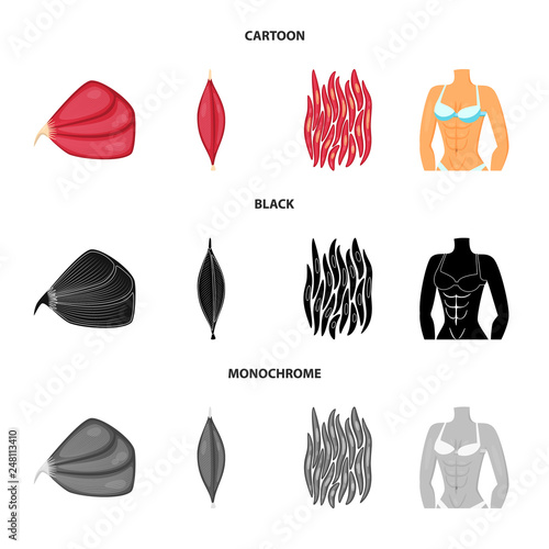 Vector design of fiber and muscular logo. Set of fiber and body  stock symbol for web.