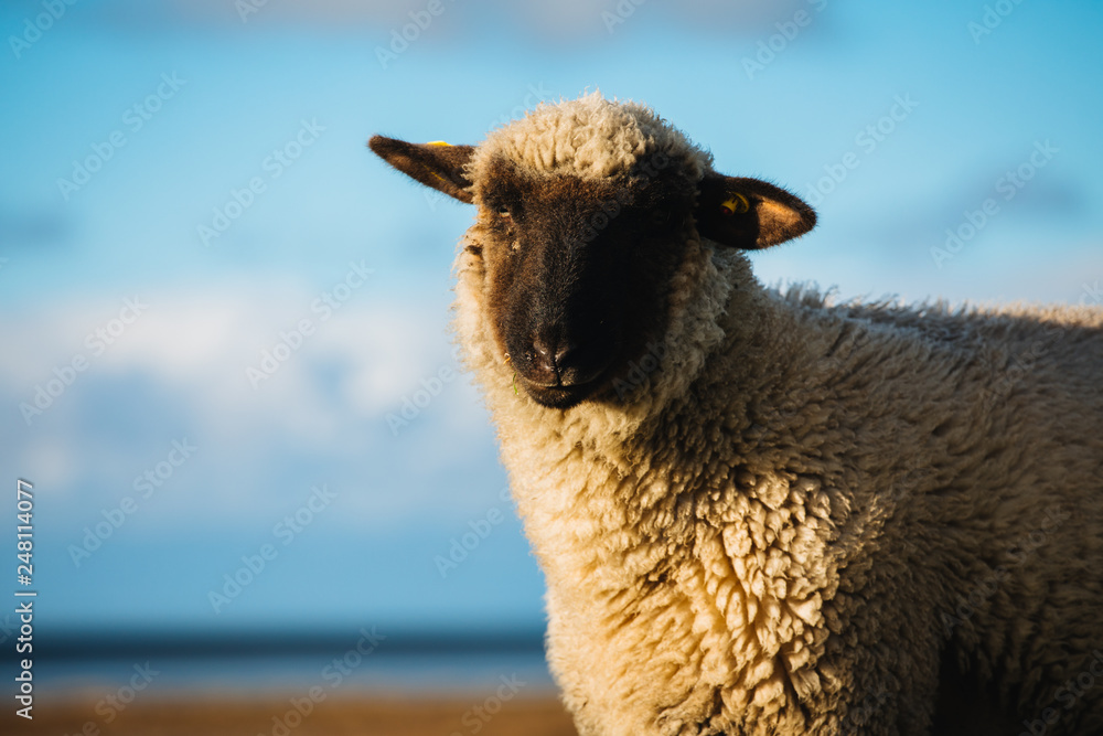 Fototapeta premium Sheep in the countryside. Sheep graze on a green meadow. Lovely lambs.