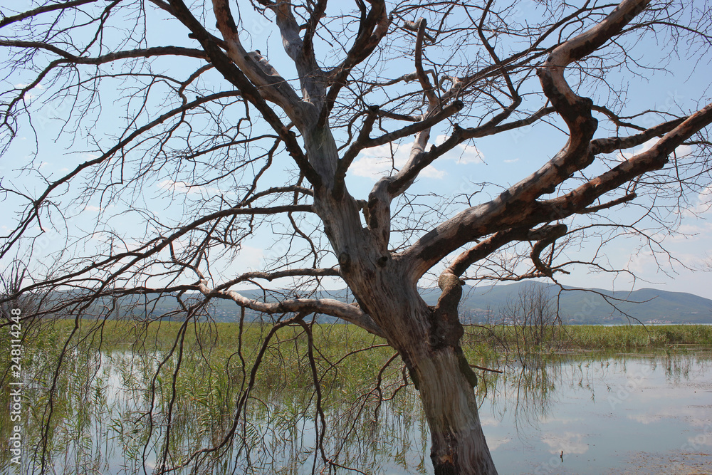 Fototapeta premium Abandoned trees on the Lake of Doirani Kilkis Greece