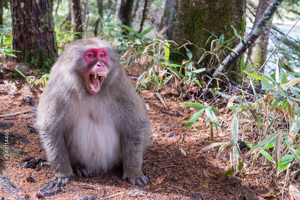 Japanese monkey in forest get angry emotional,open mouth with sharp teeth, his face in red color stand or sit on the floor ready for movement, Money in bamboo forest with sunny day in Japan. Japanese monkey in forest get angry emotional,open mouth with sharp teeth, his face in red color stand or sit on the floor ready for movement, Money in bamboo forest with sunny day in Japan.