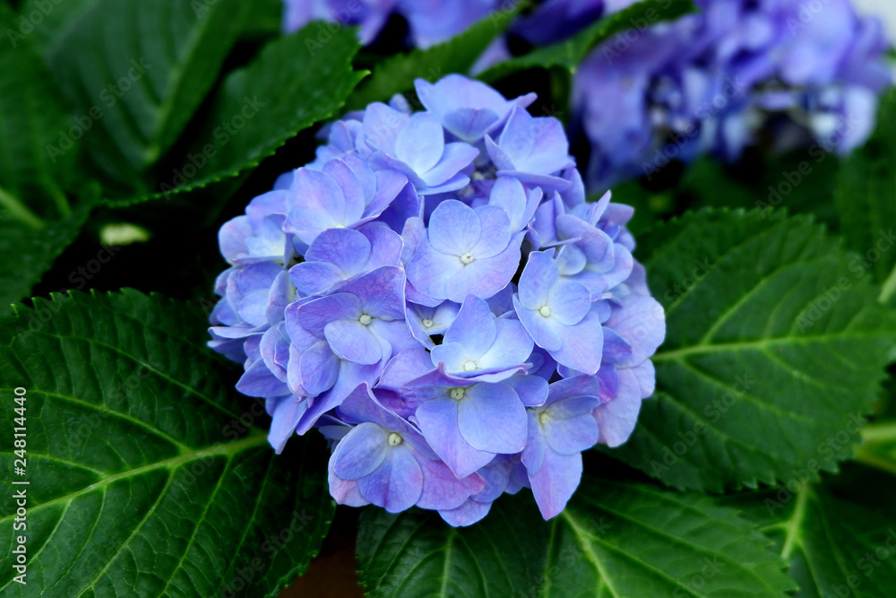 Beautiful Photo of Blue and Purple Hydrangea Flowers Beautiful Photo of Blue and Purple Hydrangea Flowers