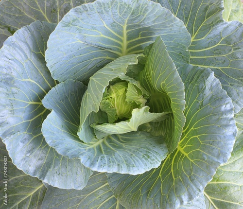 Healthy food - Fresh young green cabbge vegetable photo