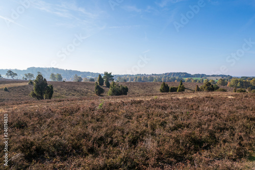 Landscape of Lueneburg Heath in sunlight  Germany