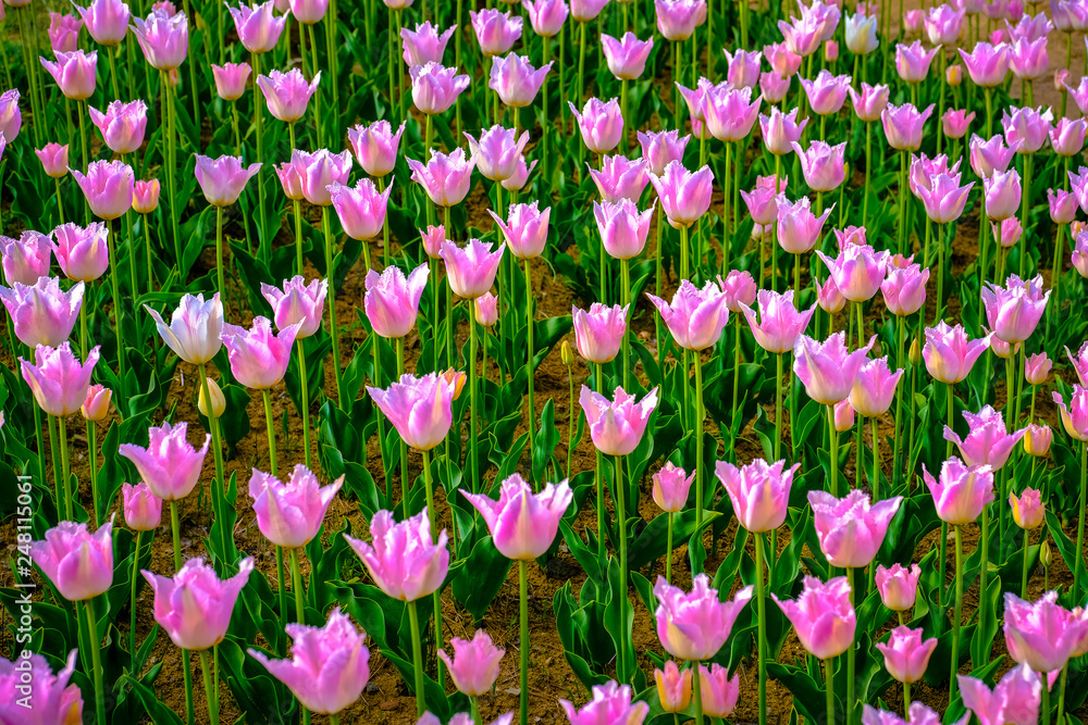 Focus tulips flower in field or in garden, Sunny day and beautiful pink tulips in the spring season, bright tulips flowers good natural flowers background in Japan.