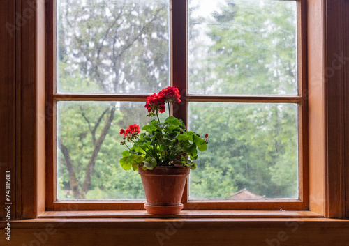 Flowers in a pot against window on windowsill