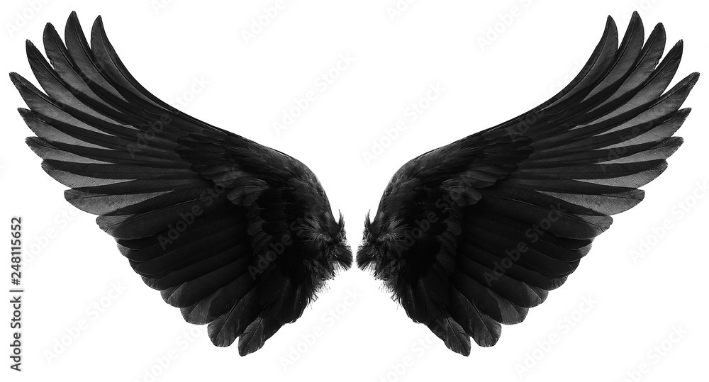 Obraz premium czarne skrzydła na białym tle #248115652 - Kruki - Obraz  premium