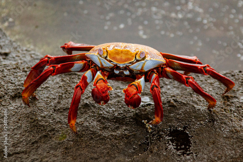 Sally Lightfoot Crab  on Rock