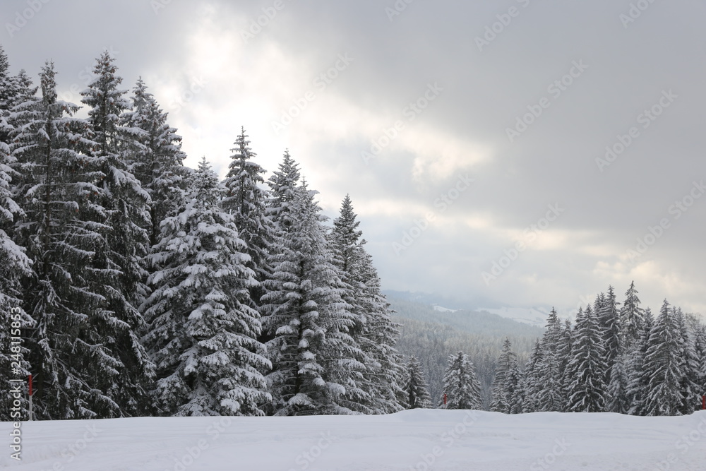 Obraz premium forest