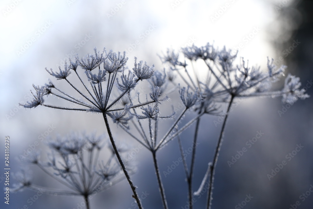 Obraz premium frost