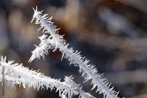 frost © Karin Stegmann