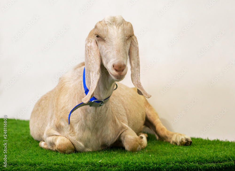 Nubish goat (female). Nubian goats is one of the oldest breeds. They are characterized by high