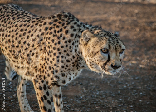 Adult cheetah walks in the desert