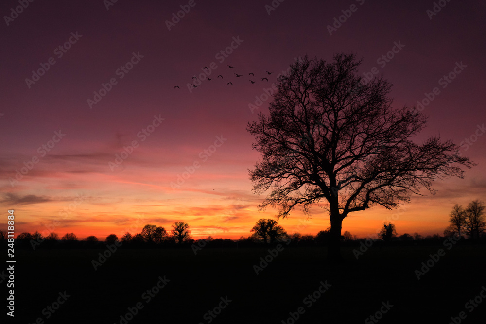 silhouette of a tree at sunset with birds flying