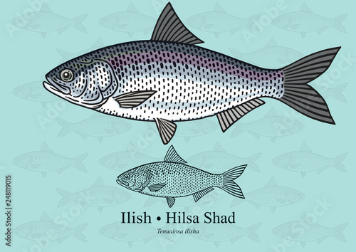 Hilsa Shad, Ilish. Vector illustration with refined details and optimized stroke that allows the image to be used in small sizes (in packaging design, decoration, educational graphics, etc.)