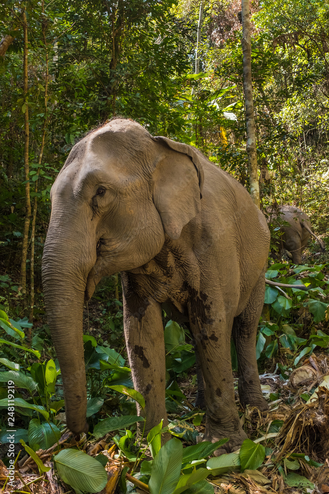 Low Ange shot of Asian Elephant in Thai Jungle