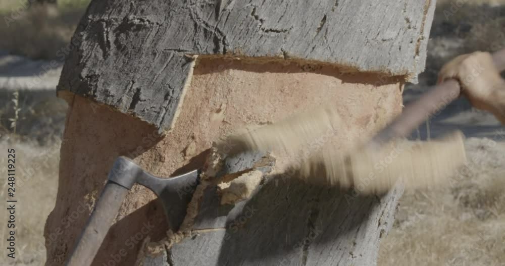 Still close up shot of two men cutting the cork layer of an oak tree. Still close up shot of two men cutting the cork layer of an oak tree.