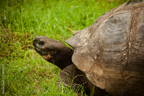 Galapagos Tortoise