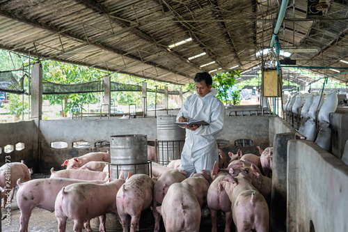 Photo Asian veterinarian working and checking the pig in hog farms, animal and pigs fa