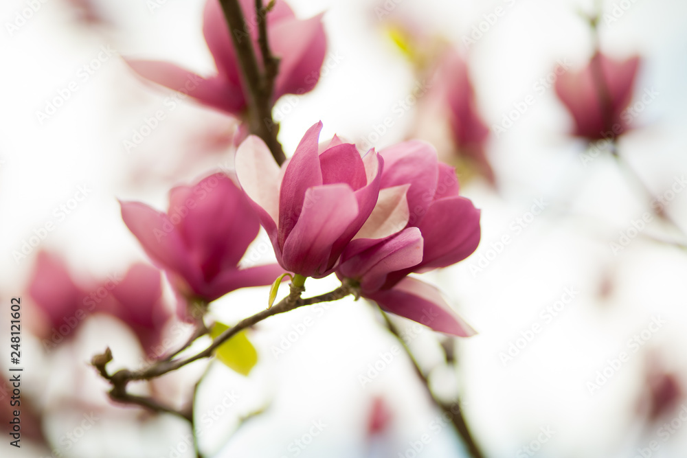 Blossom tree over nature background/ Spring flowers/Spring Background