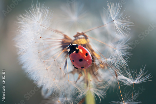 On dandelion climbed ladybug and her movements seeds began to fall and scatter