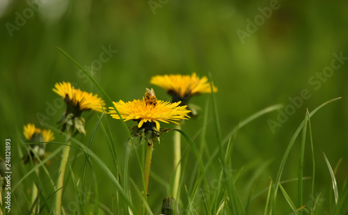 Gelber Löwenzahn im Gras mit Biene © Fotolla