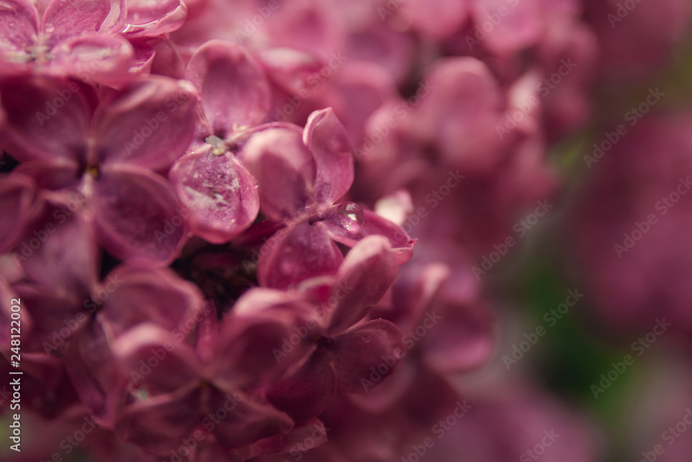 Obraz premium Spring branch of blossoming lilac