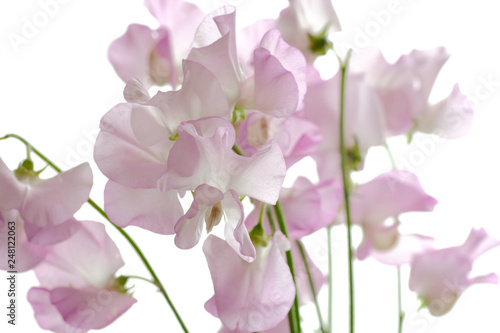 sweet pea flower © Matthewadobe