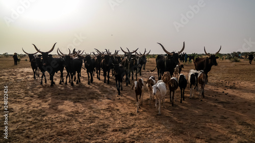 Portrait of ankole-watusi bighorned bull at InGall village, Agadez, Niger © homocosmicos
