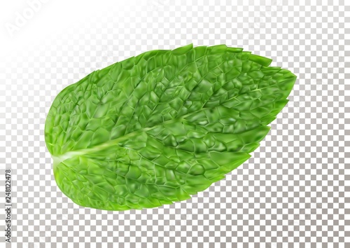 Fresh mint leaf. Vector illustration of menthol healthy aroma. Herbal nature plant. Spearmint realistic green leafs on transparent background.
