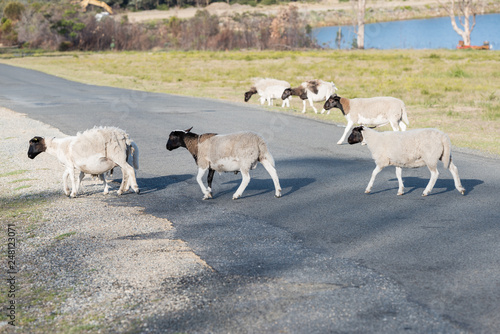 Fototapeta Naklejka Na Ścianę i Meble -  Flock of sheep crossing the road