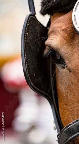 Принти на полотні Close-up of eye of a horse