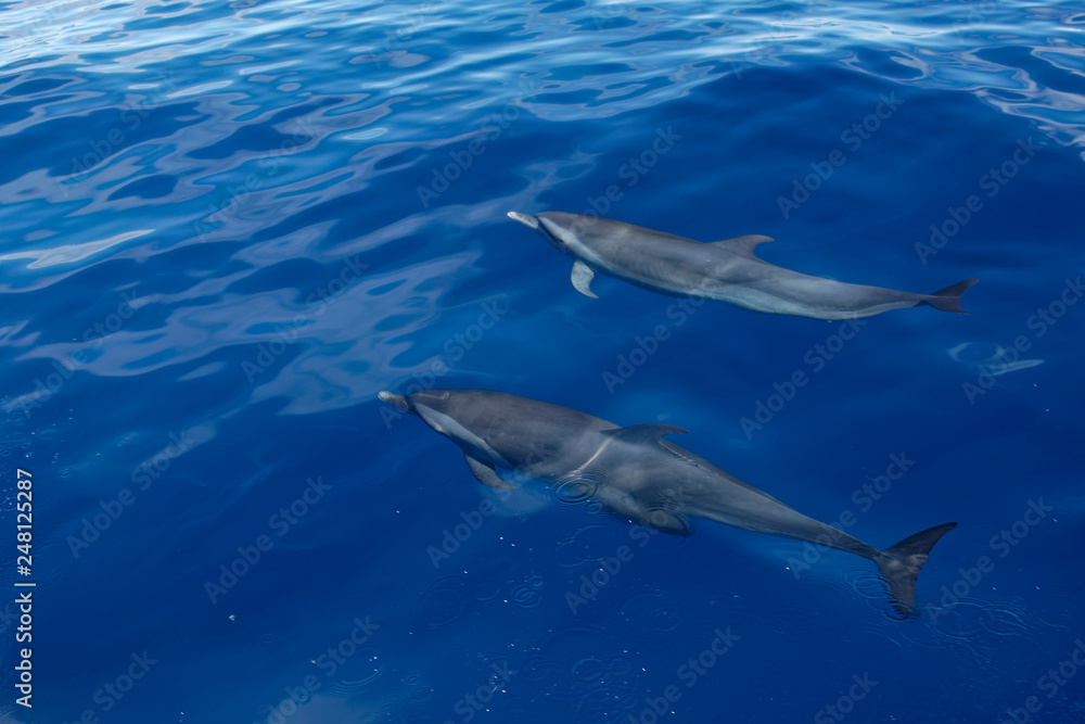 Dauphin tacheté pantropical Dauphin tacheté pantropical