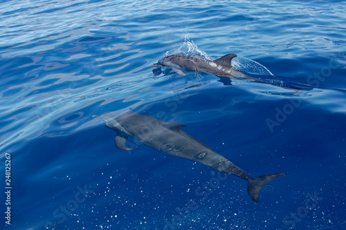 Dauphin tacheté pantropical